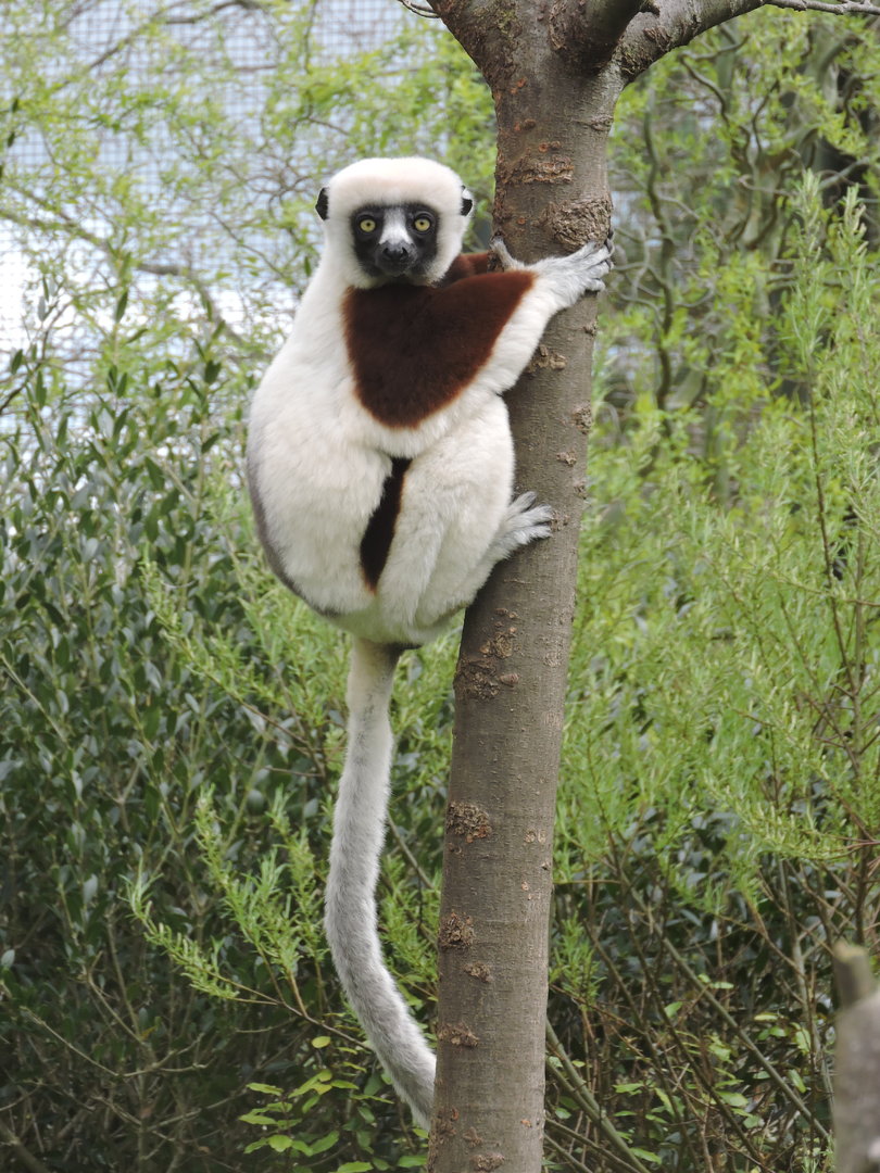Coquerel's sifaka