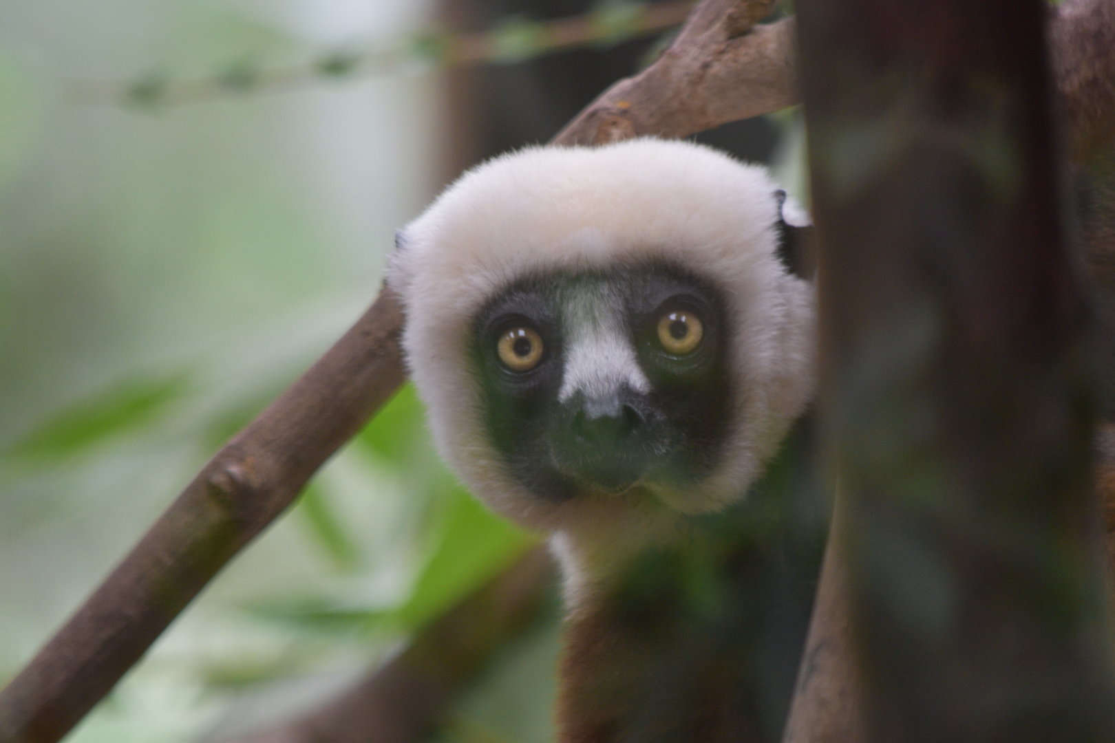 Coquerel's Sifaka