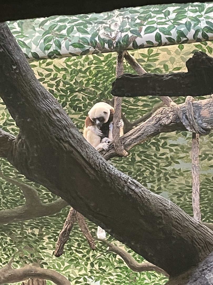 Coquerels Sifaka