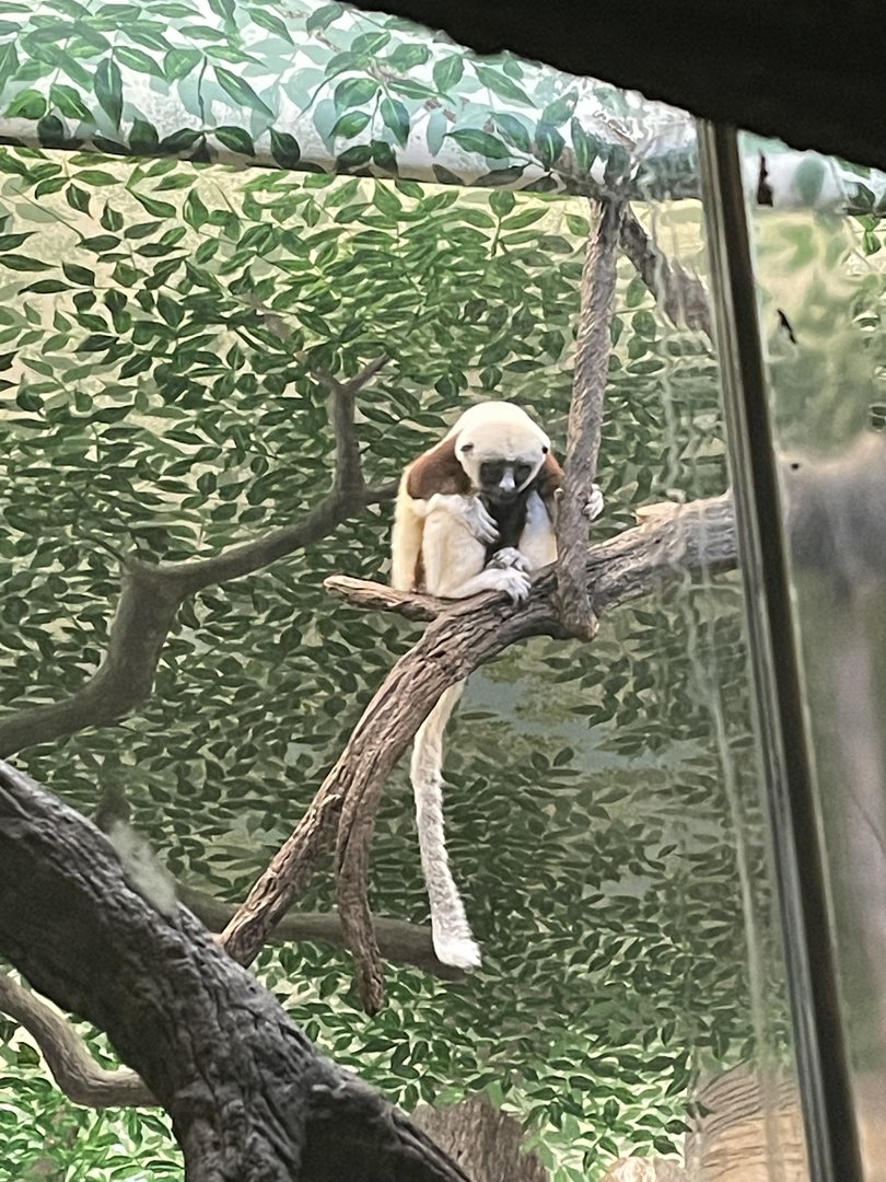Coquerels Sifaka