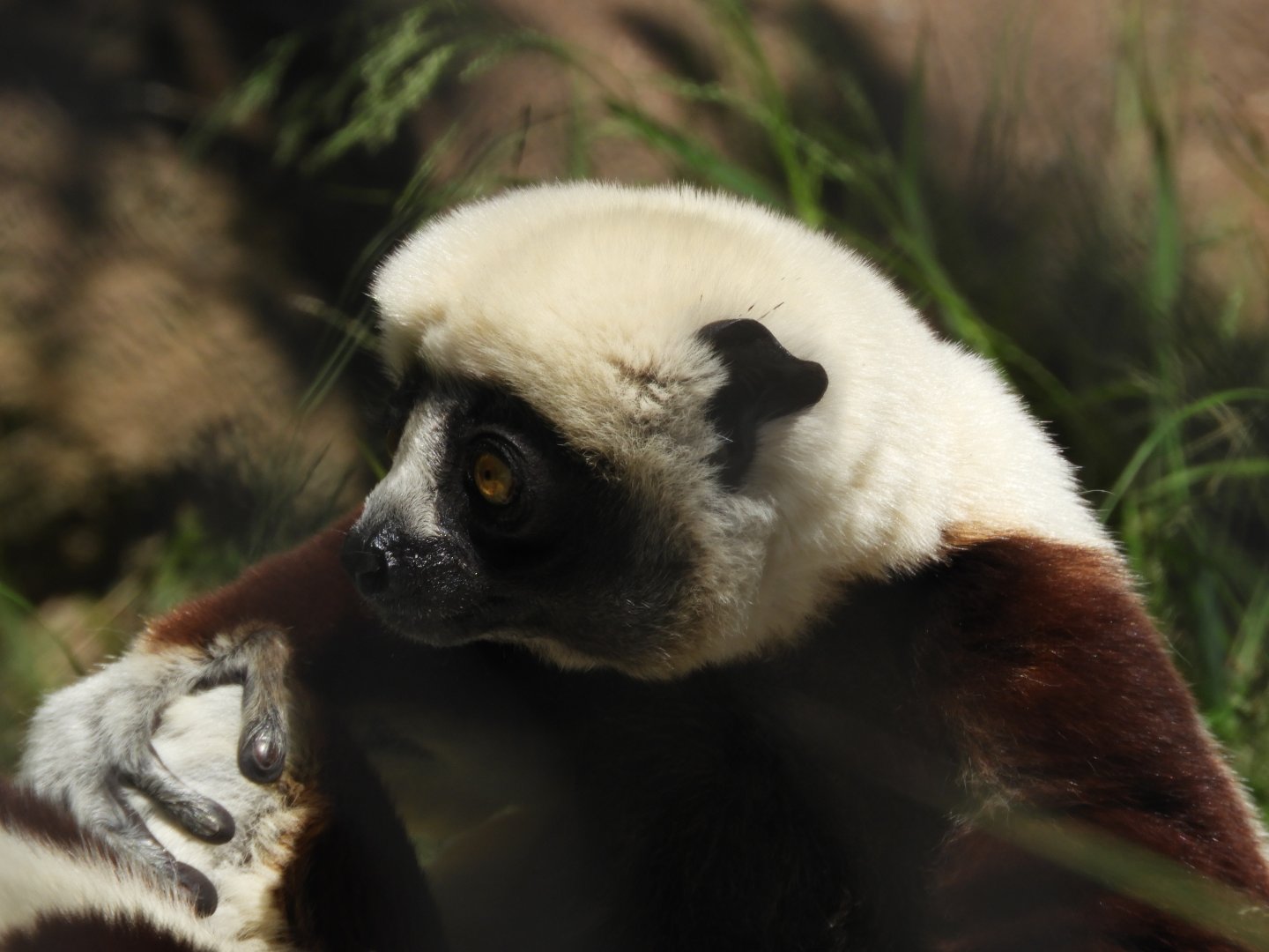 Coquerel's sifaka
