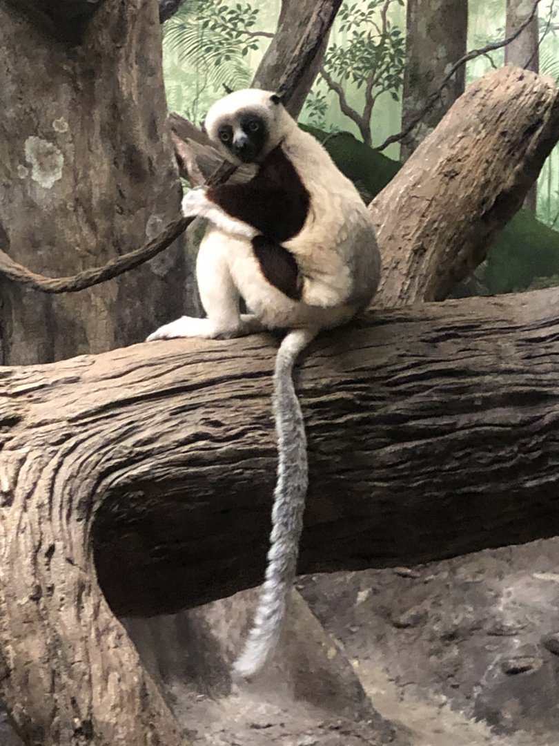 Coquerel’s Sifaka