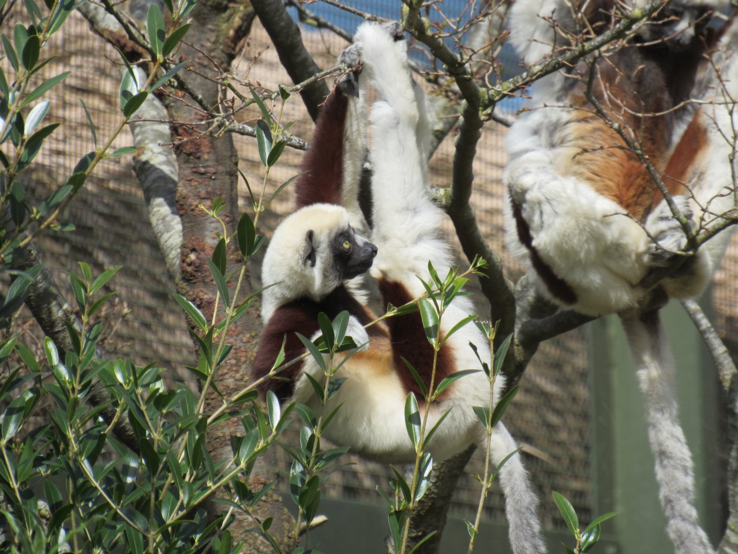 Coquerel’s sifaka