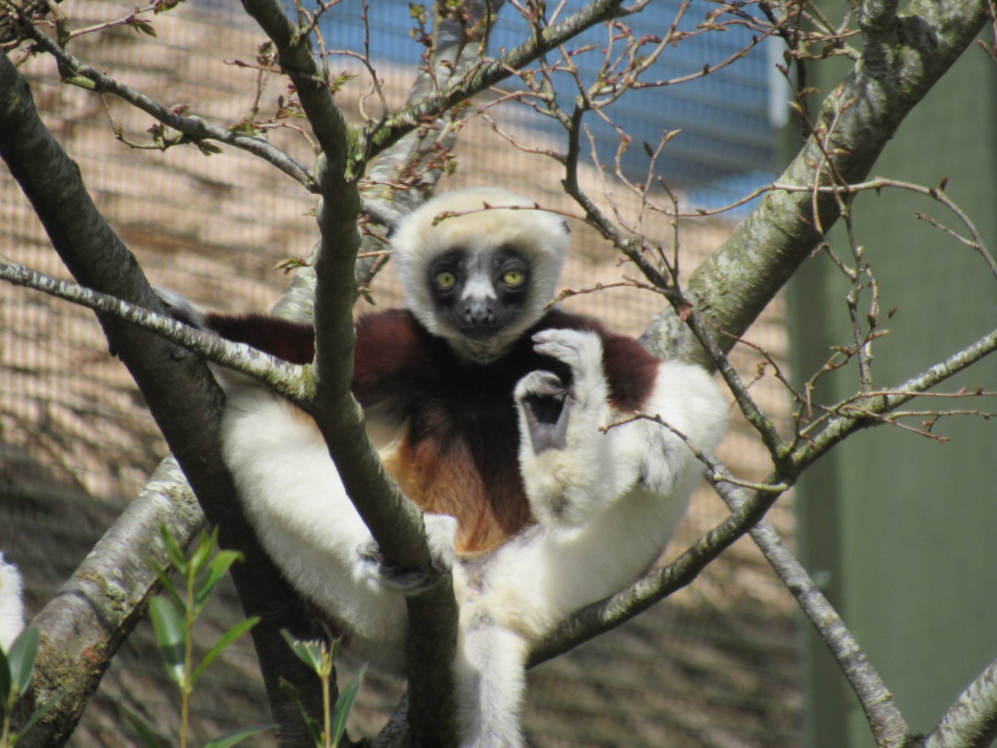 Coquerel’s sifaka