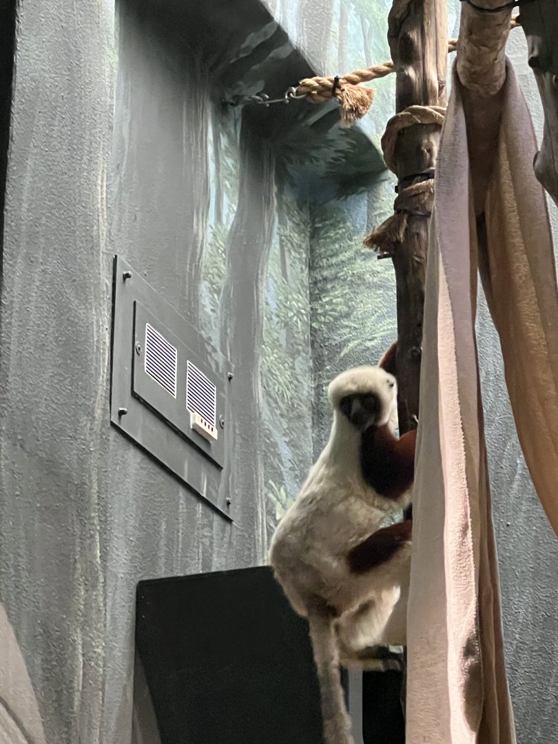 Coquerel’s Sifaka