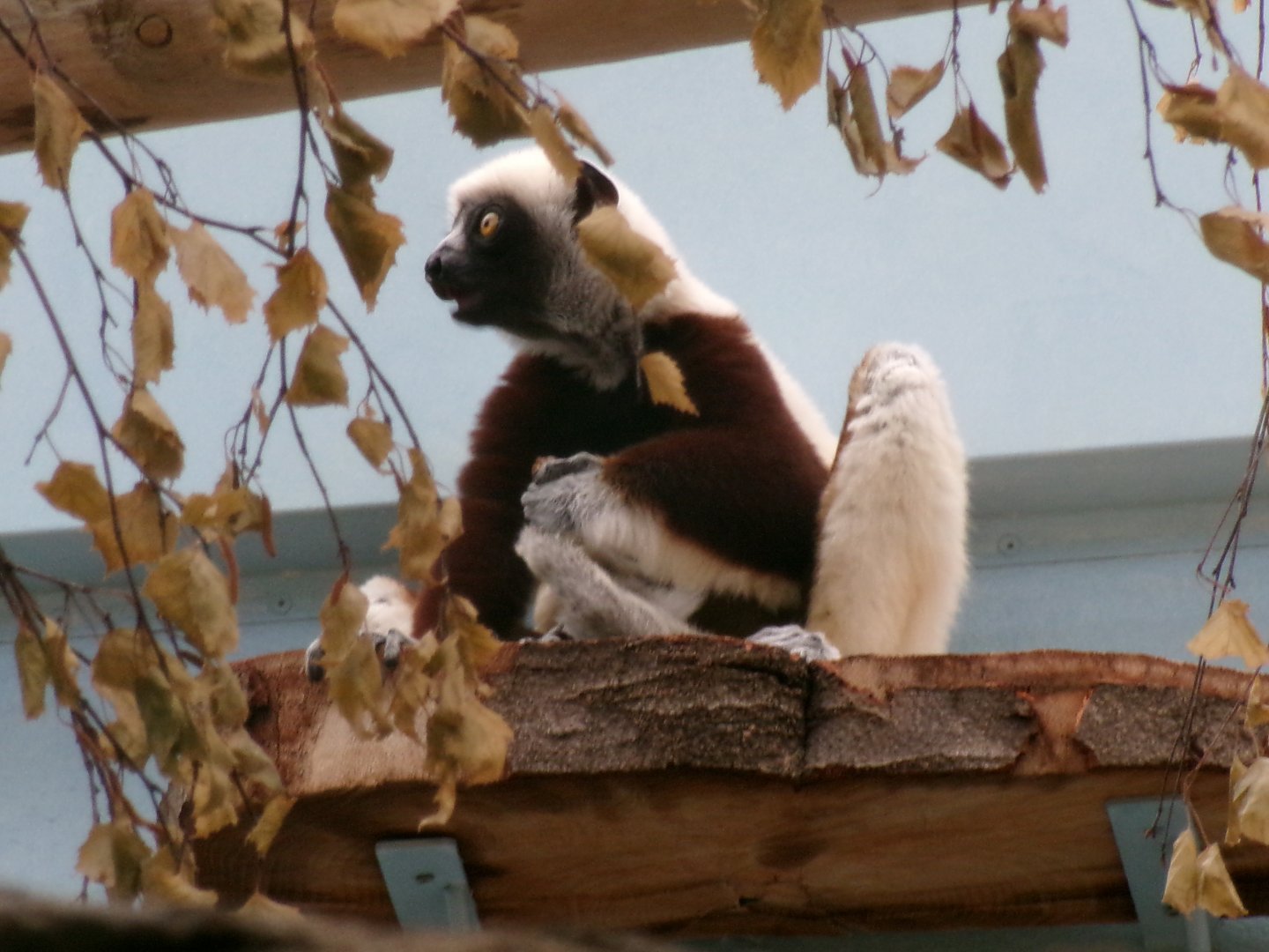 Coquerel's sifaka