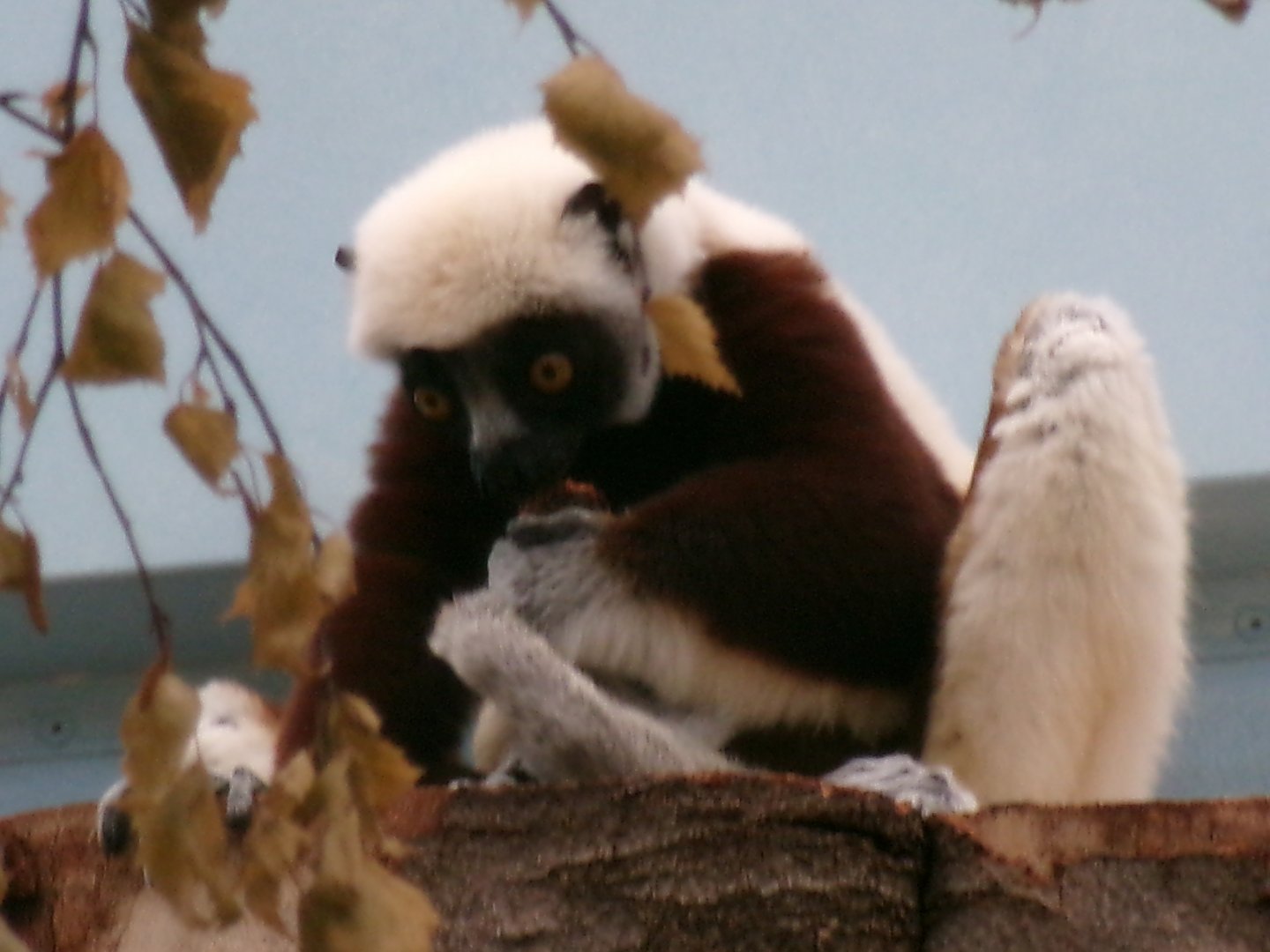 Coquerel's sifaka