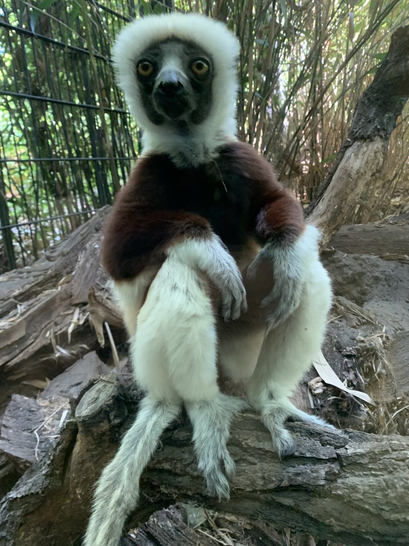 Coquerel's sifaka