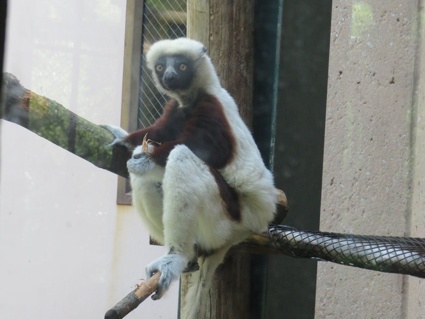 Coquerel's sifaka