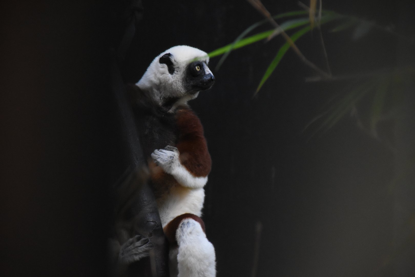 Coquerel's sifaka
