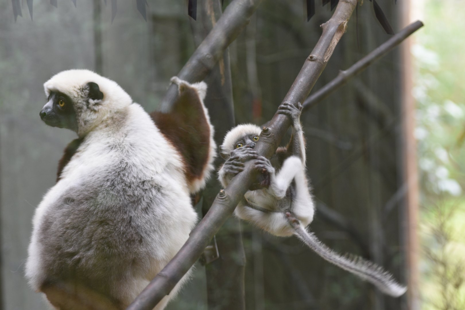 Coquerel's sifaka