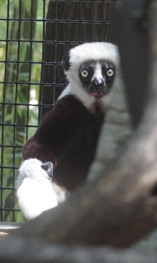 Coquerel’s Sifaka