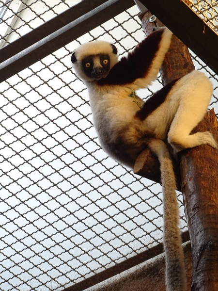 Coquerels sifaka