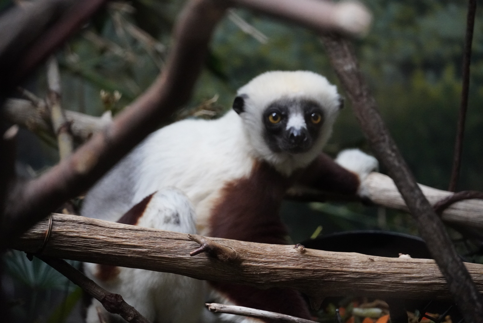 Coquerel’s Sifaka