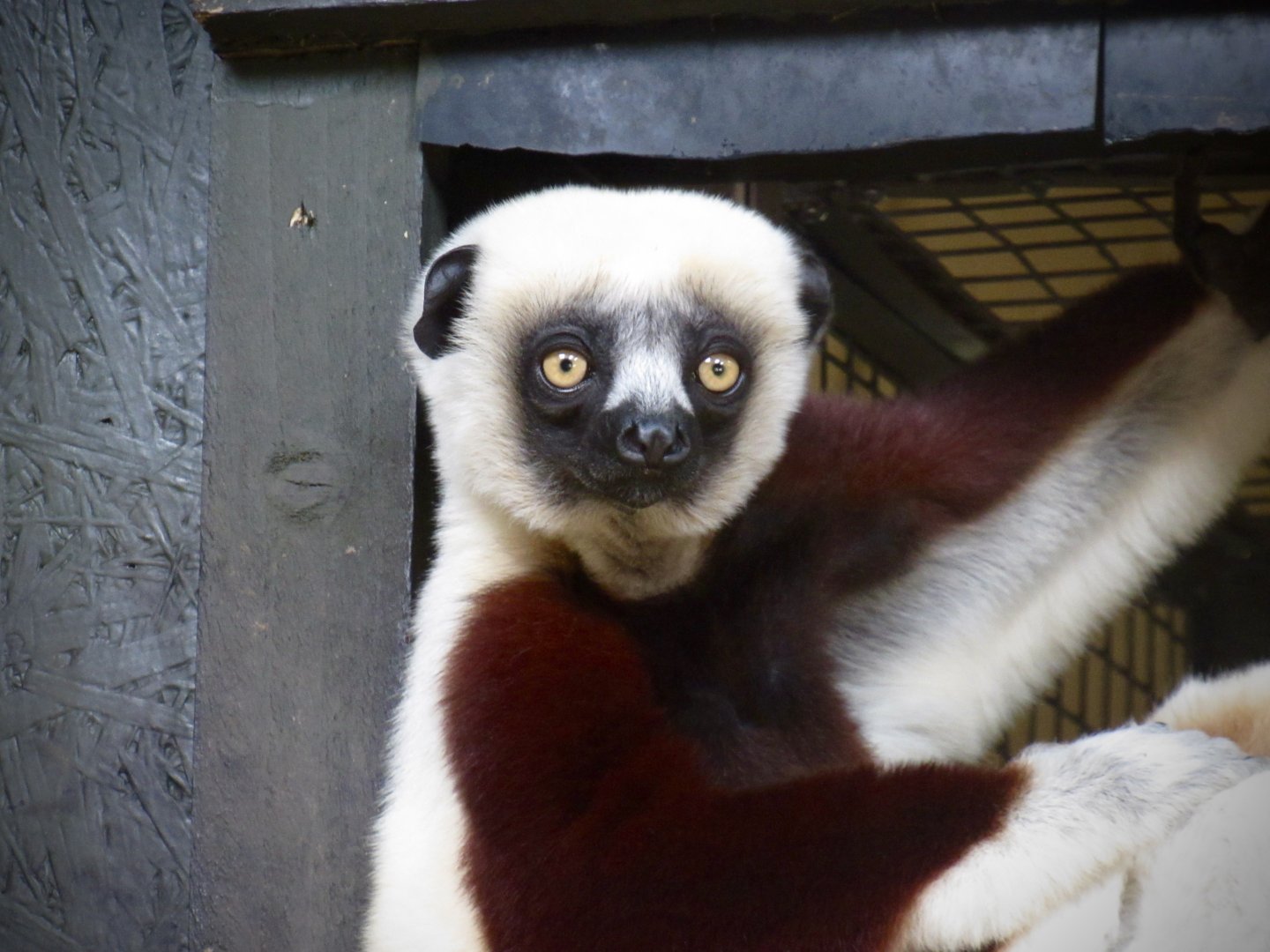 Coquerel’s sifaka