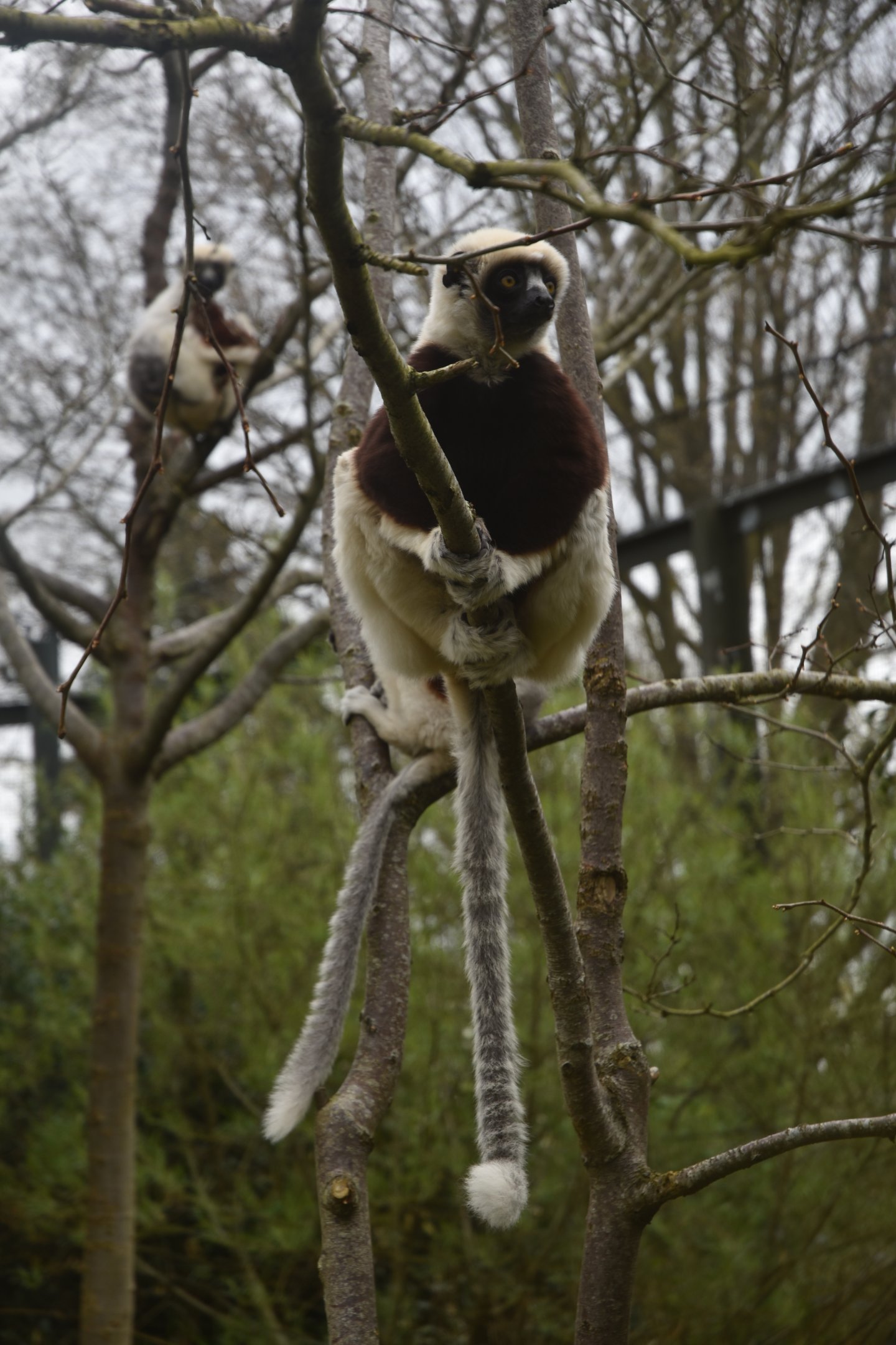 Coquerel's Sifakas at Chester, 18th April 2024