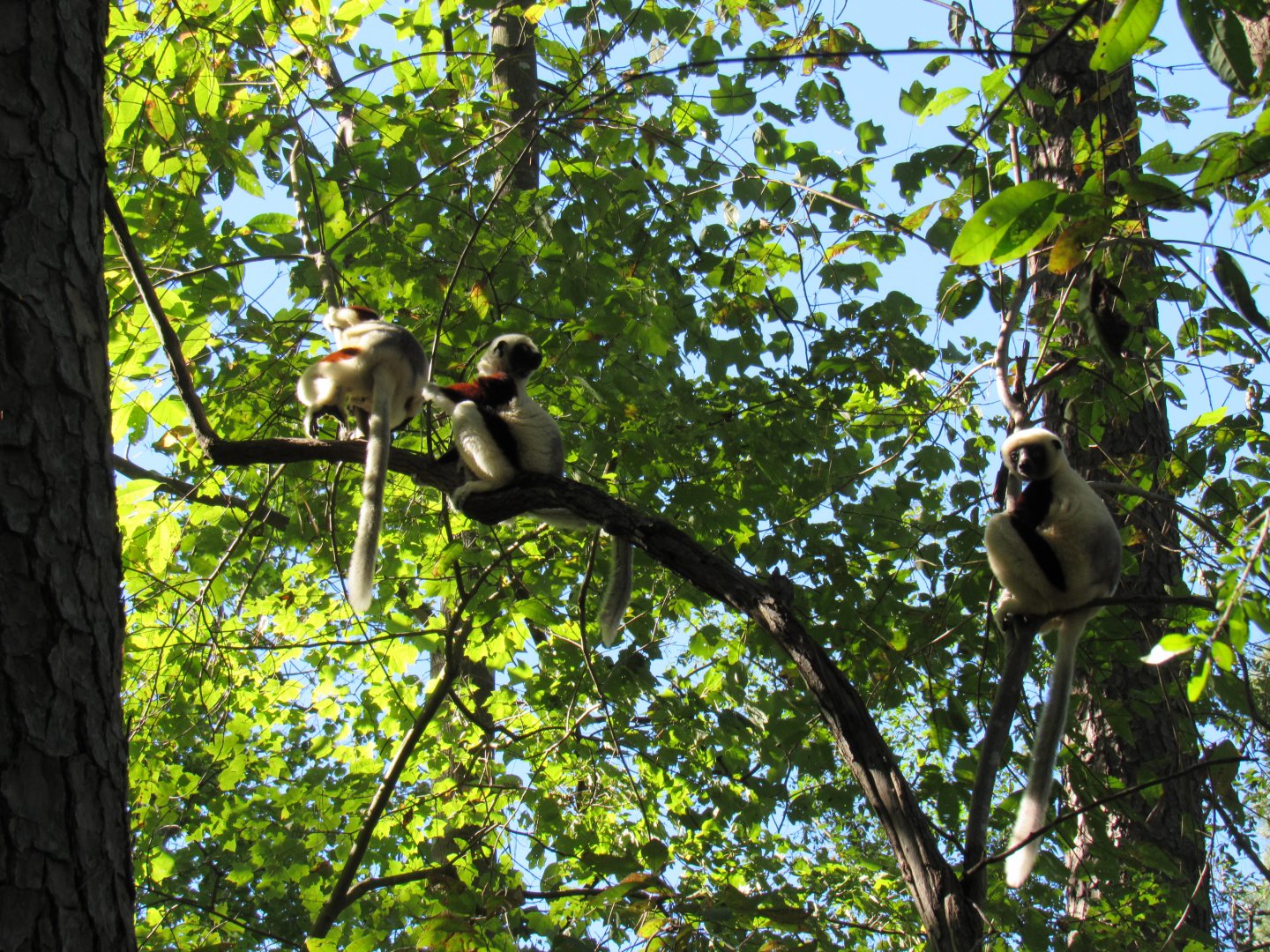 Coquerel's Sifakas in Tree