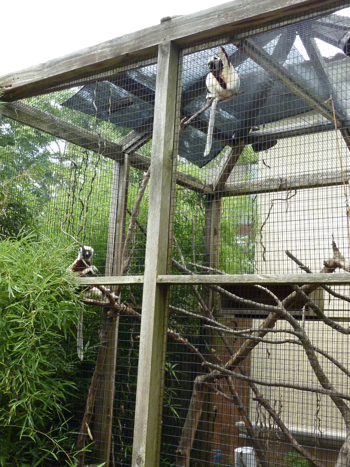 Coquerel's Sifakas