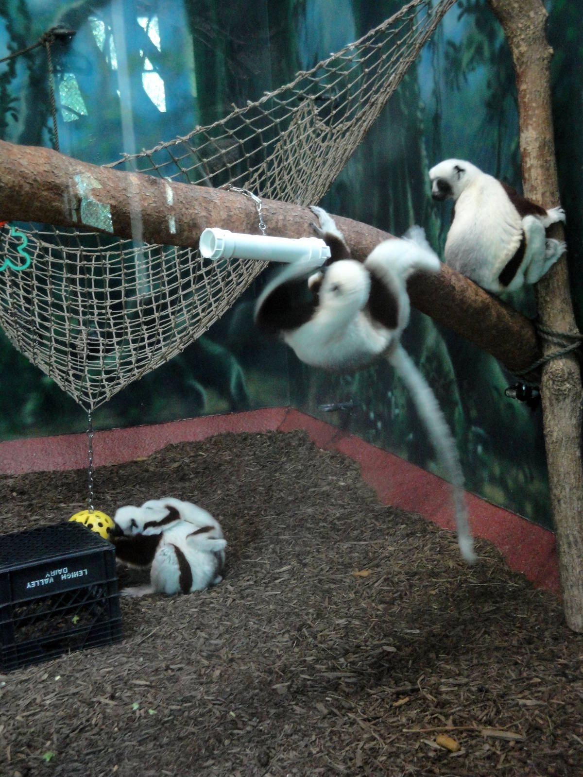 Coquerel's Sifakas