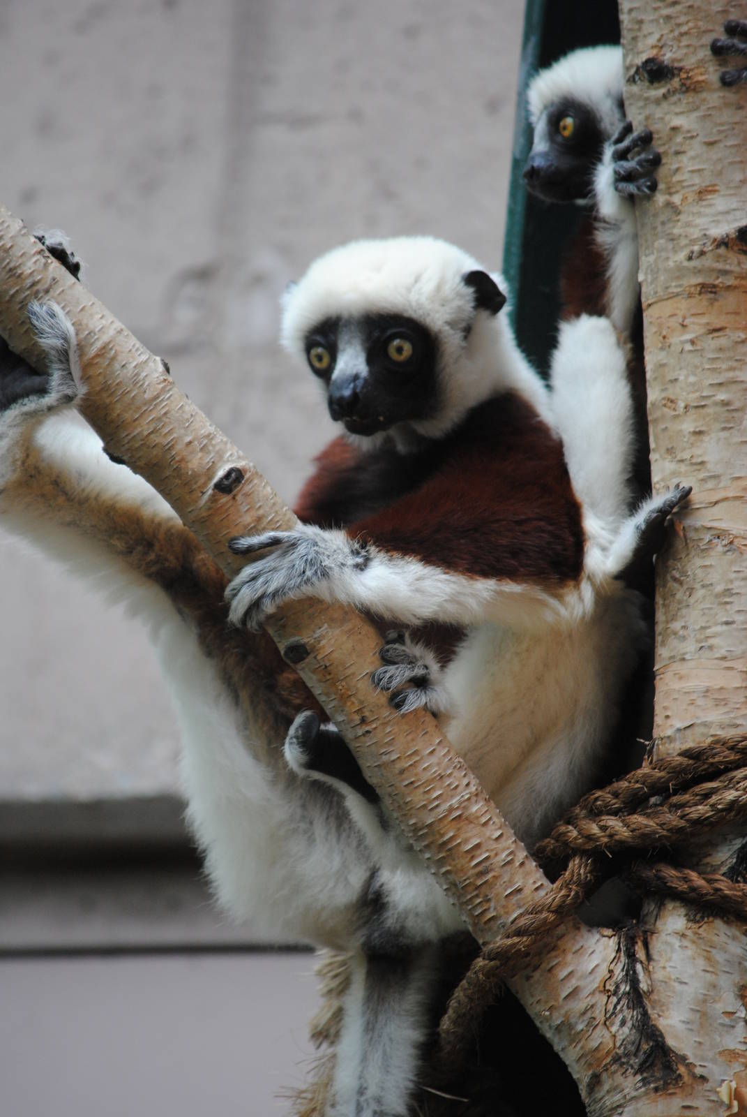 Coquerel's Sifakas