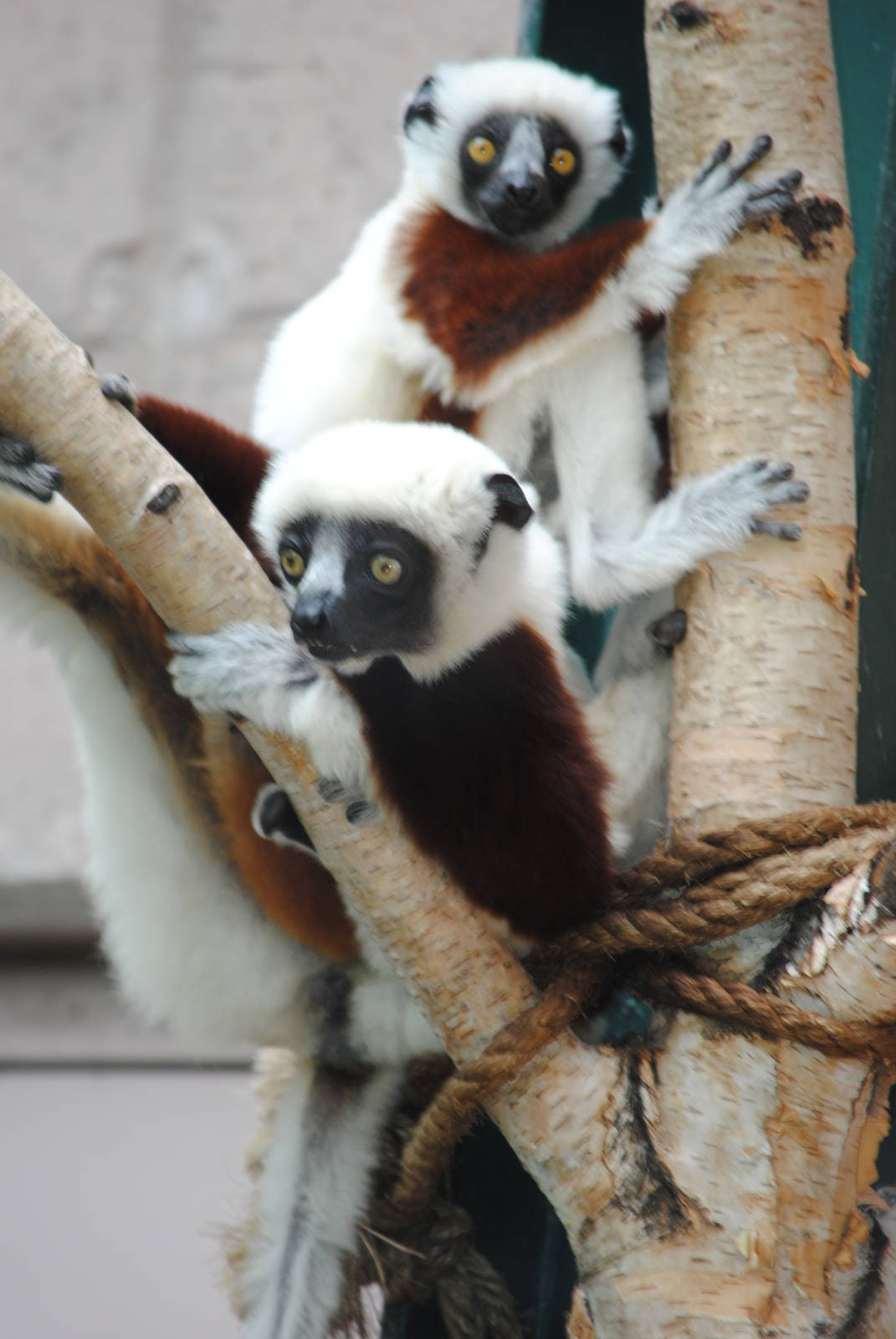 Coquerel's Sifakas