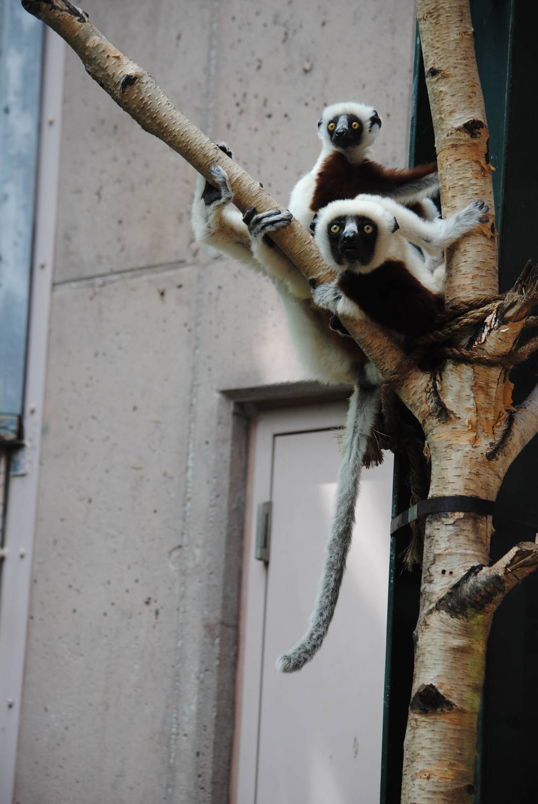 Coquerel's Sifakas
