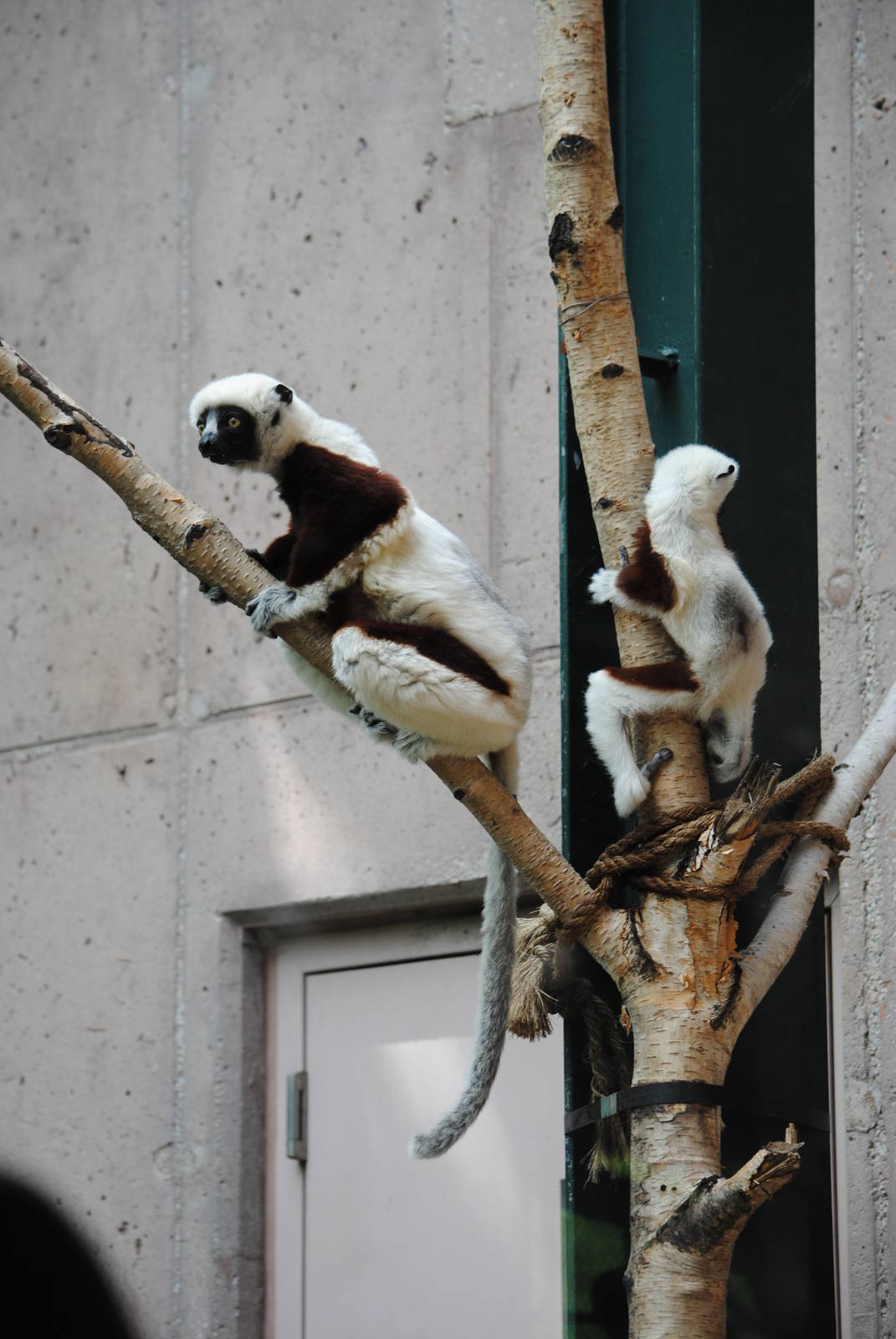 Coquerel's Sifakas