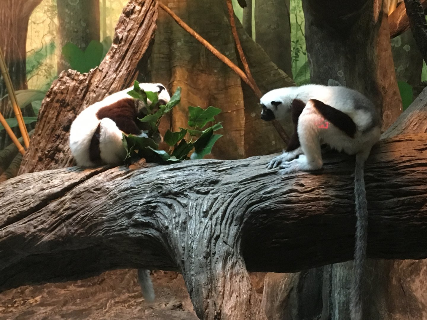 Coquerel's Sifakas