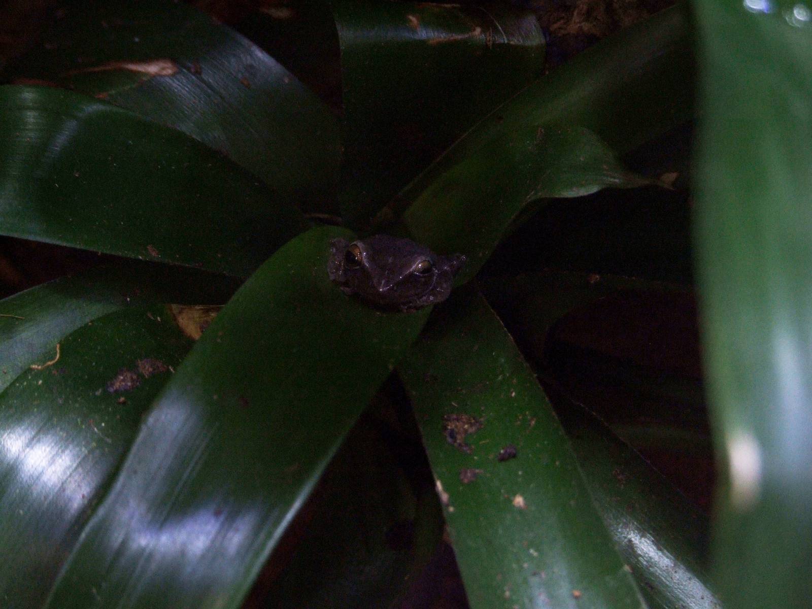 Coqui at Lowry Park, 13/10/13