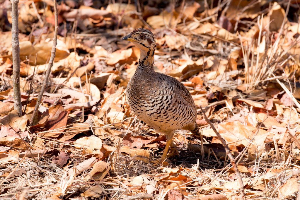 Coqui Francolin
