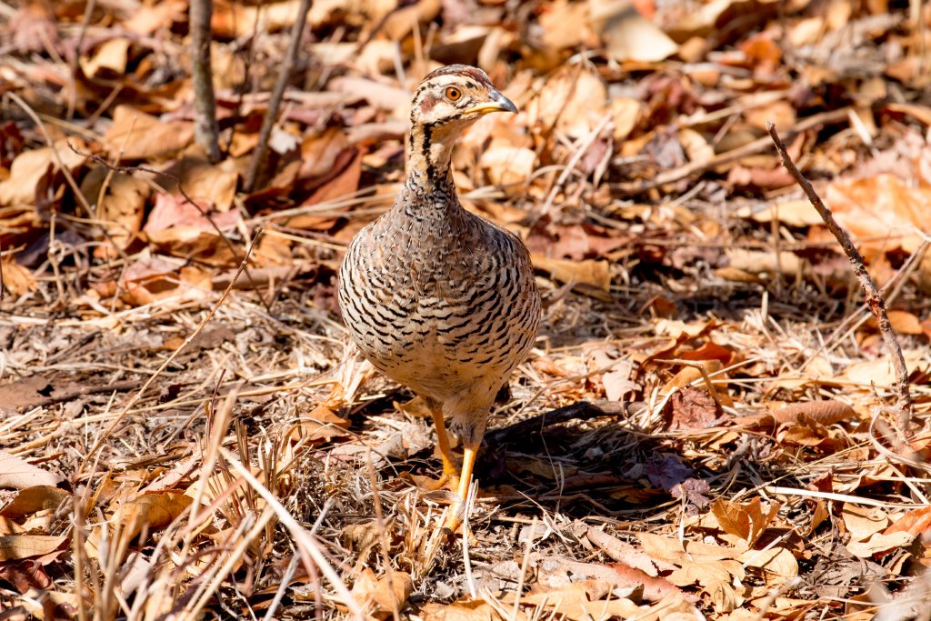 Coqui Francolin