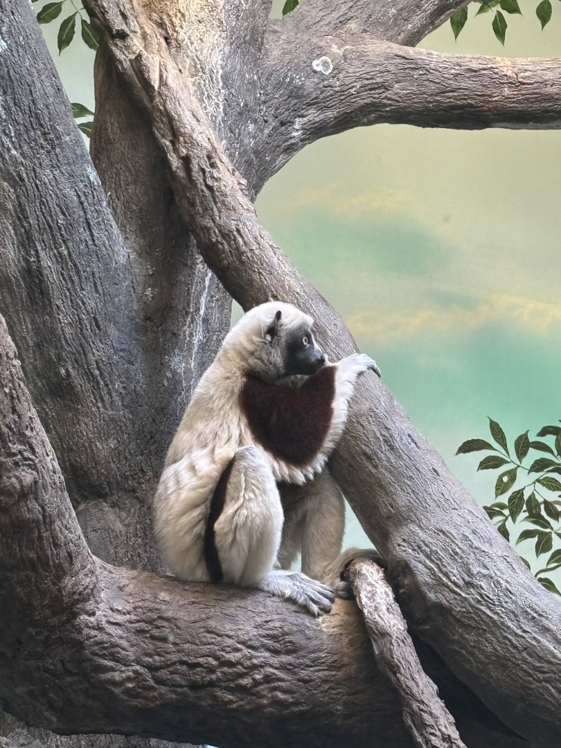 Coquirrels Sifaka