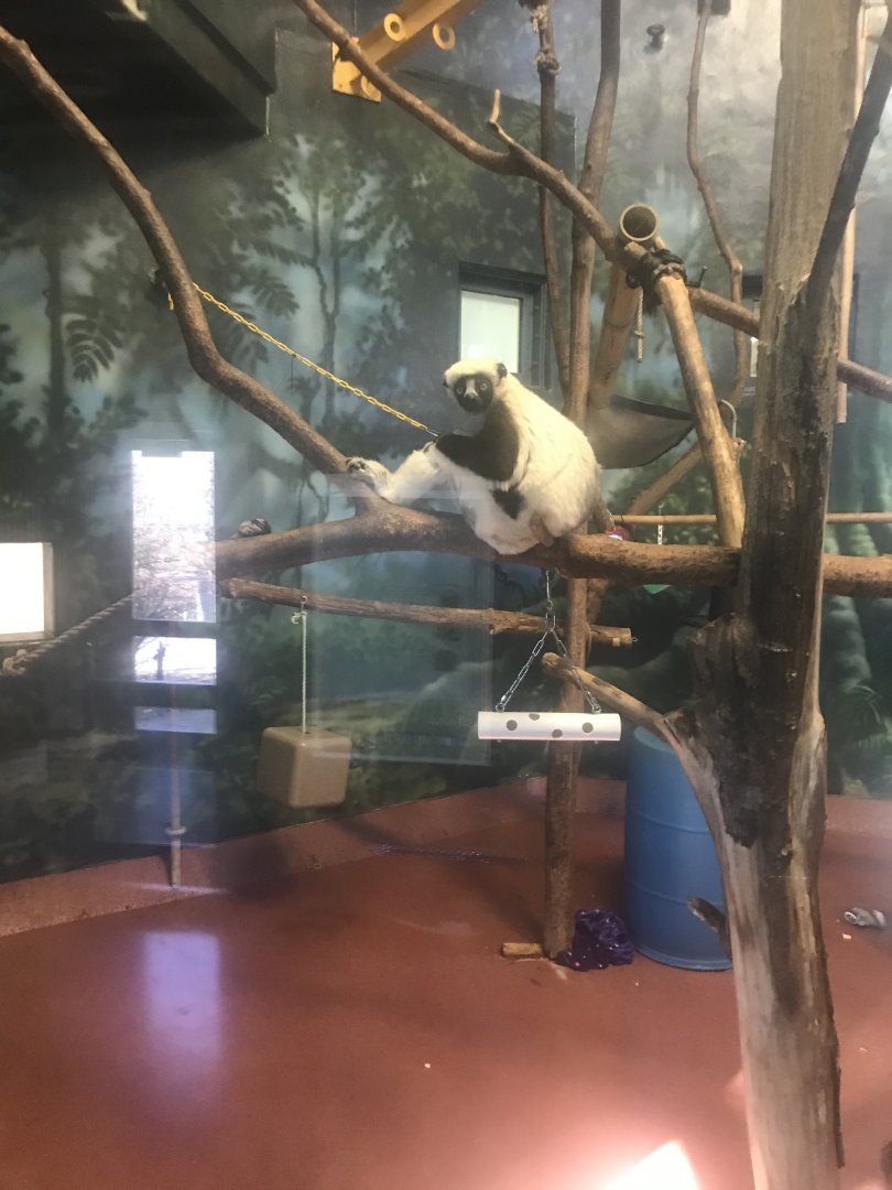 Coqurel’s sifaka