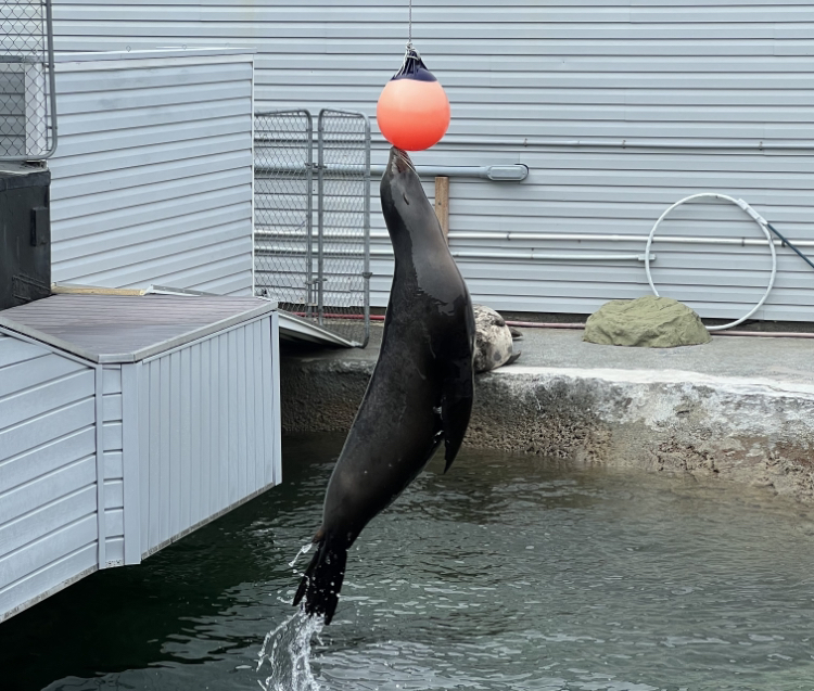 Cora, California sea lion