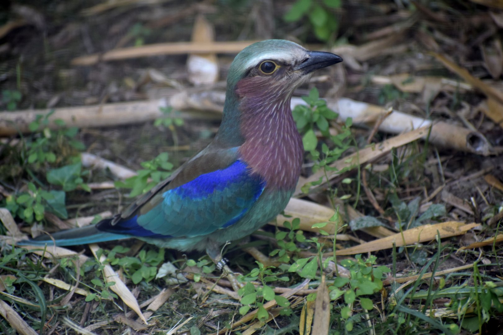 Coracias caudatus - Lilac-breasted Roller / Zoo d'Upie