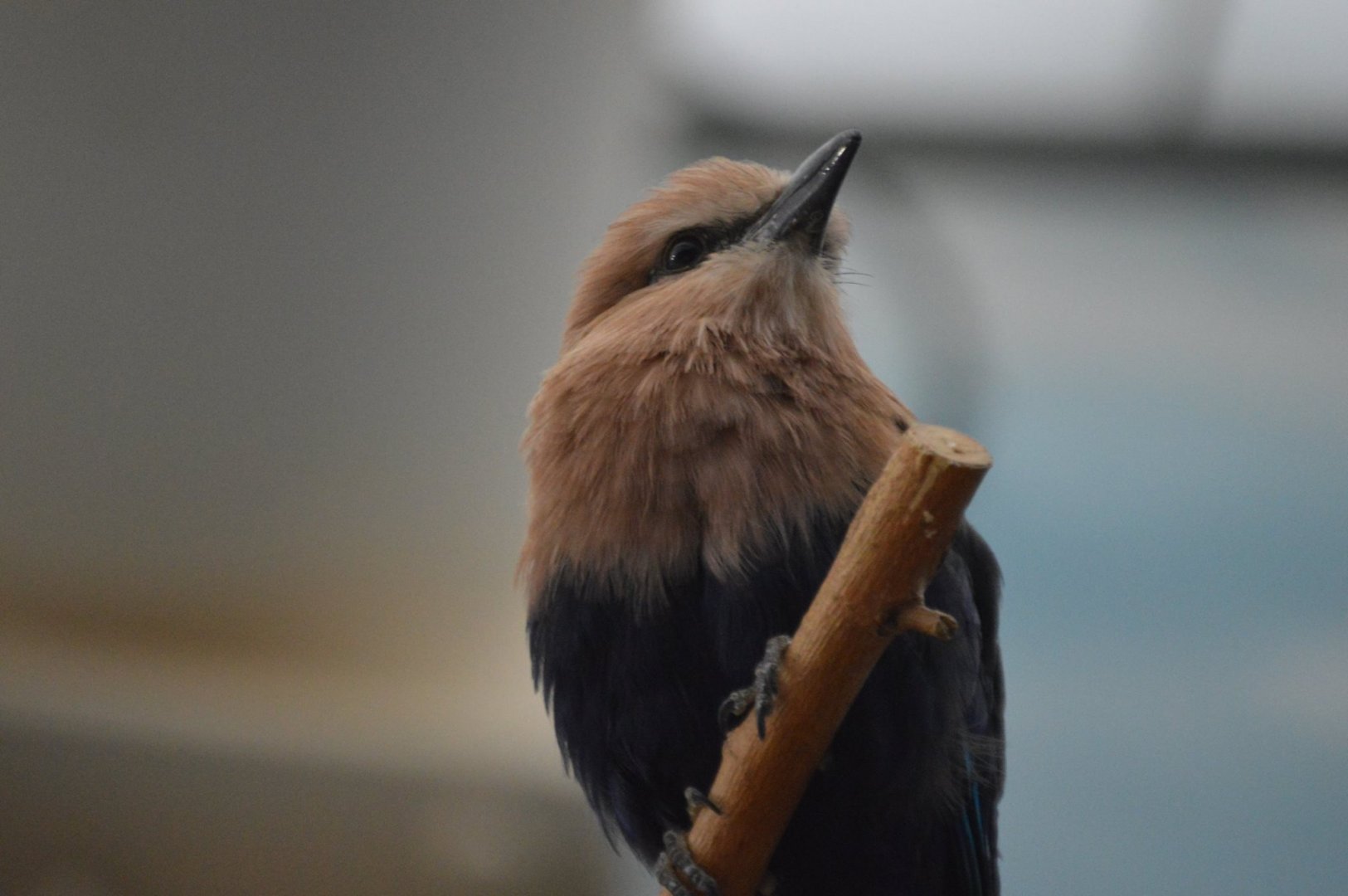 Coracias cyanogaster