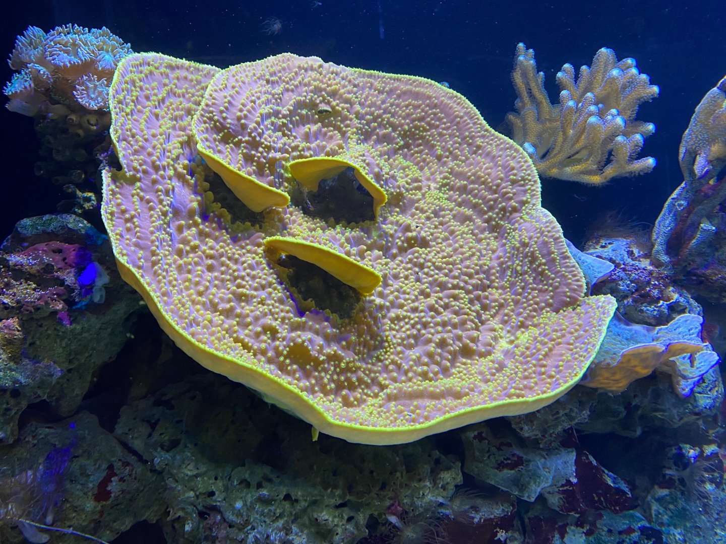 Coral 240122