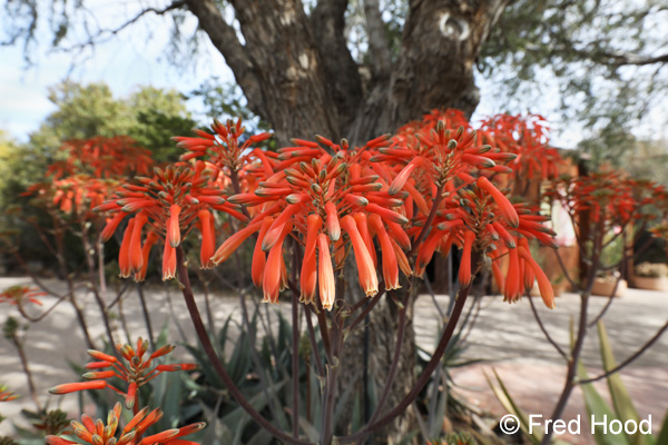 coral aloe in bloom