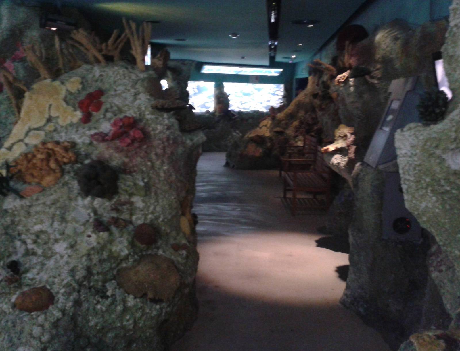 Coral aquarium room