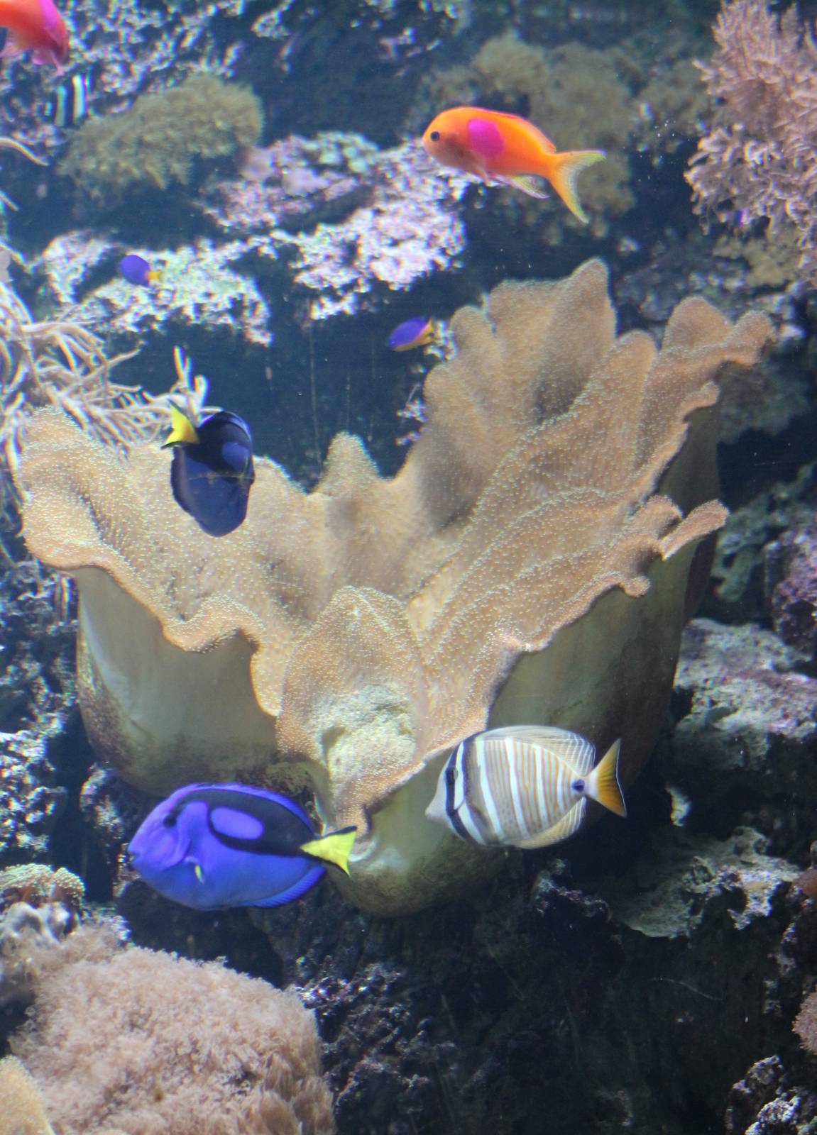 Coral aquarium