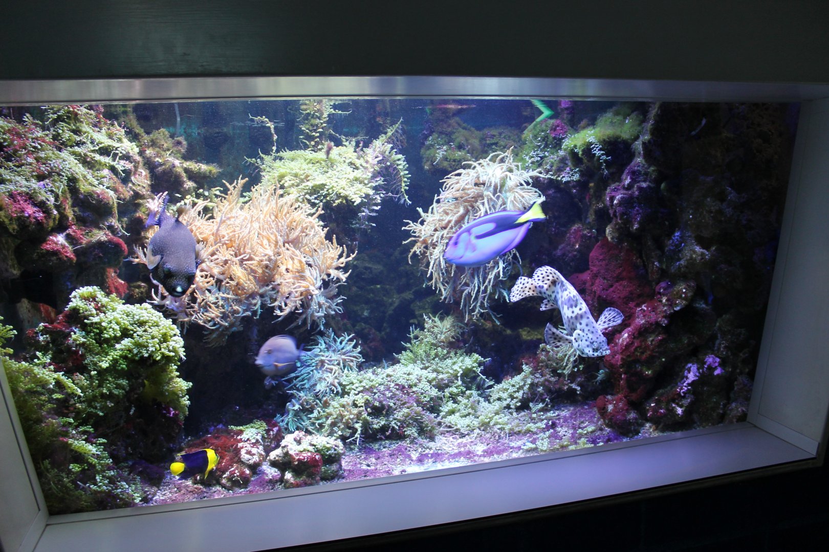 Coral-aquarium