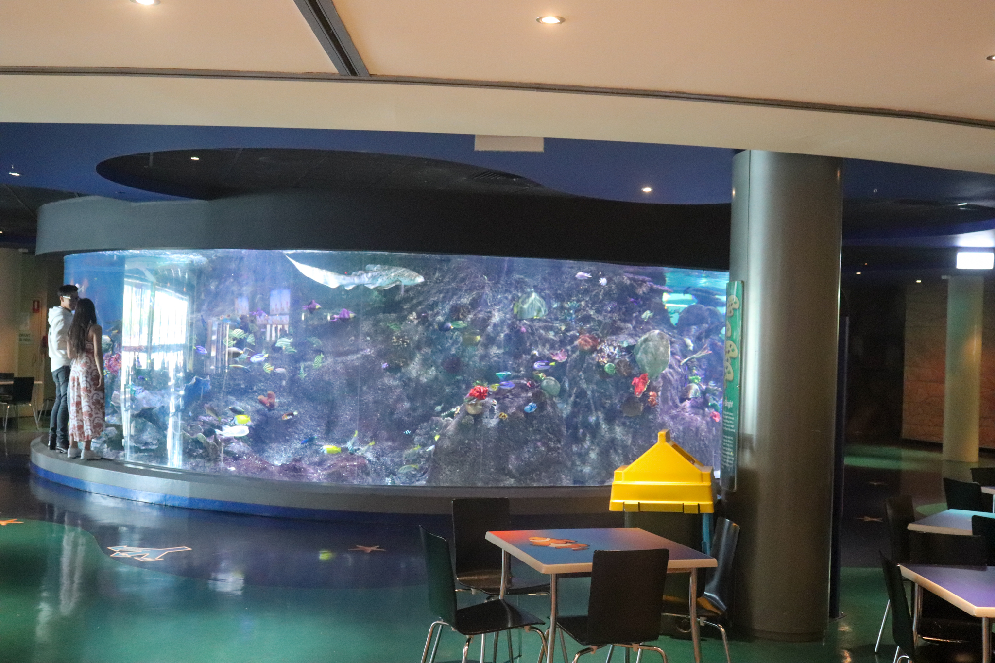 Coral Atoll Tank - December 2018