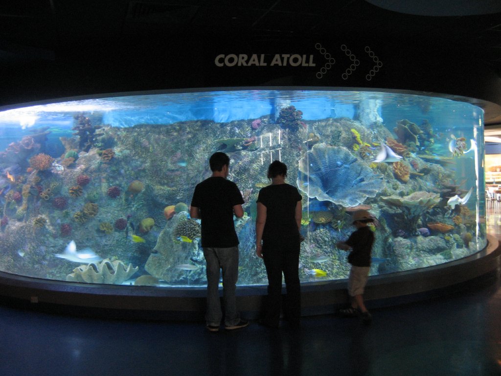 Coral Atoll Tank