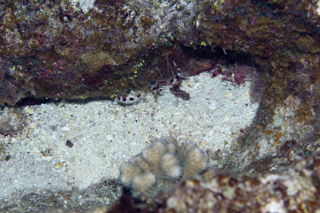 Coral Banded Shrimp (Stenopus hispidus)