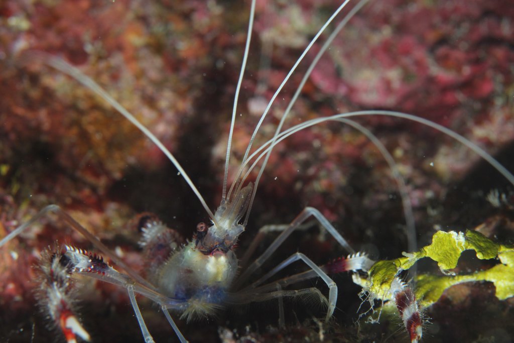 Coral Banded Shrimp (Stenopus hispidus)