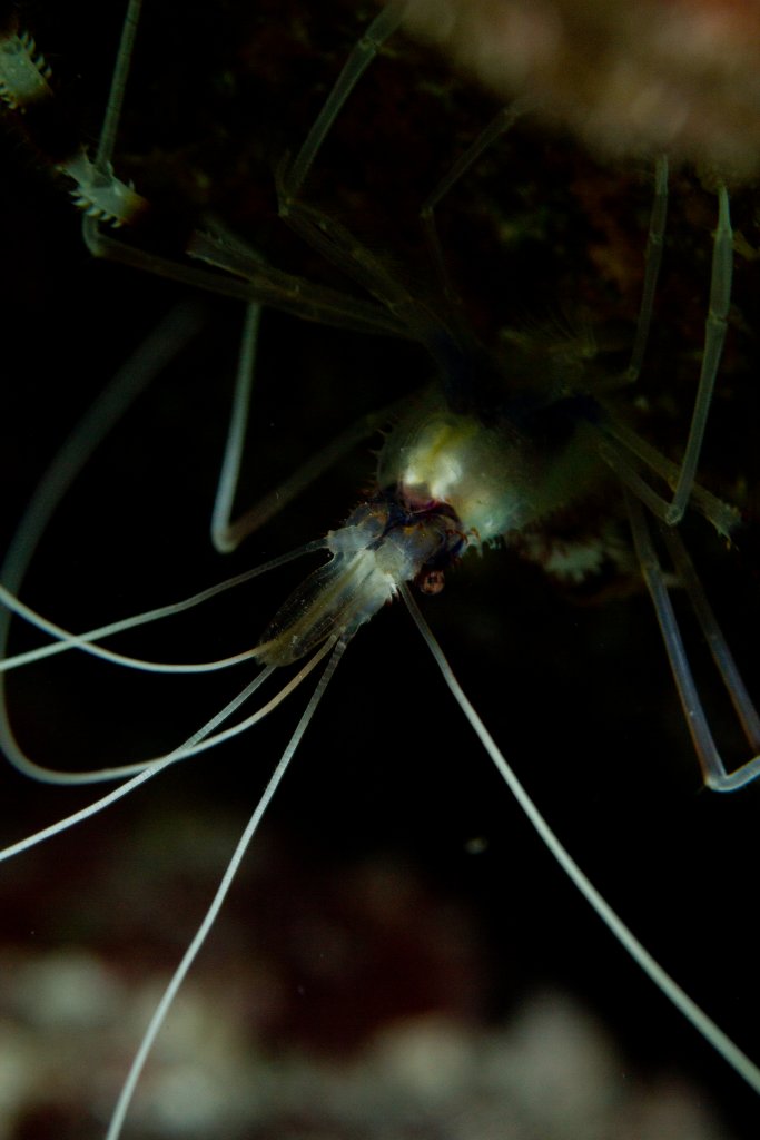 Coral Banded Shrimp (Stenopus hispidus)