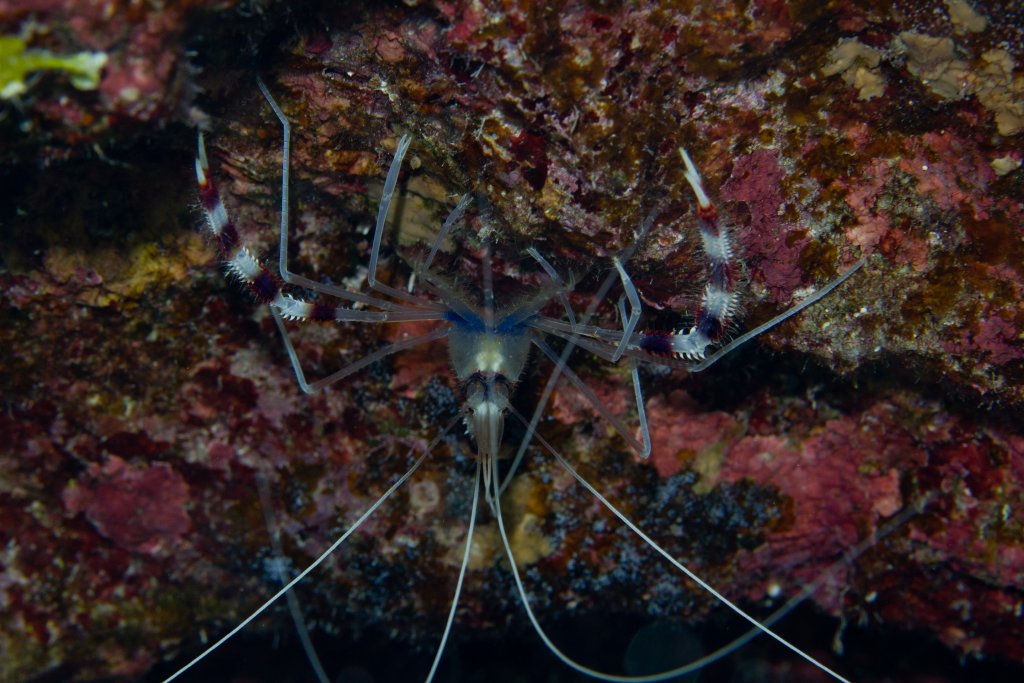 Coral Banded Shrimp (Stenopus hispidus)