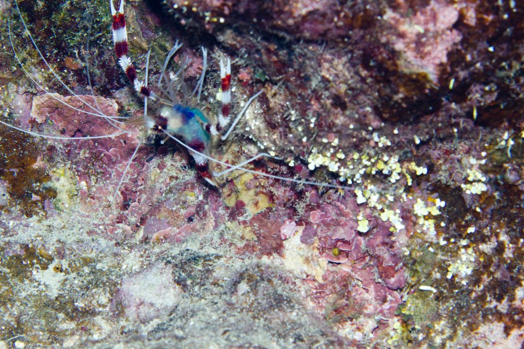 Coral Banded Shrimp (Stenopus hispidus)