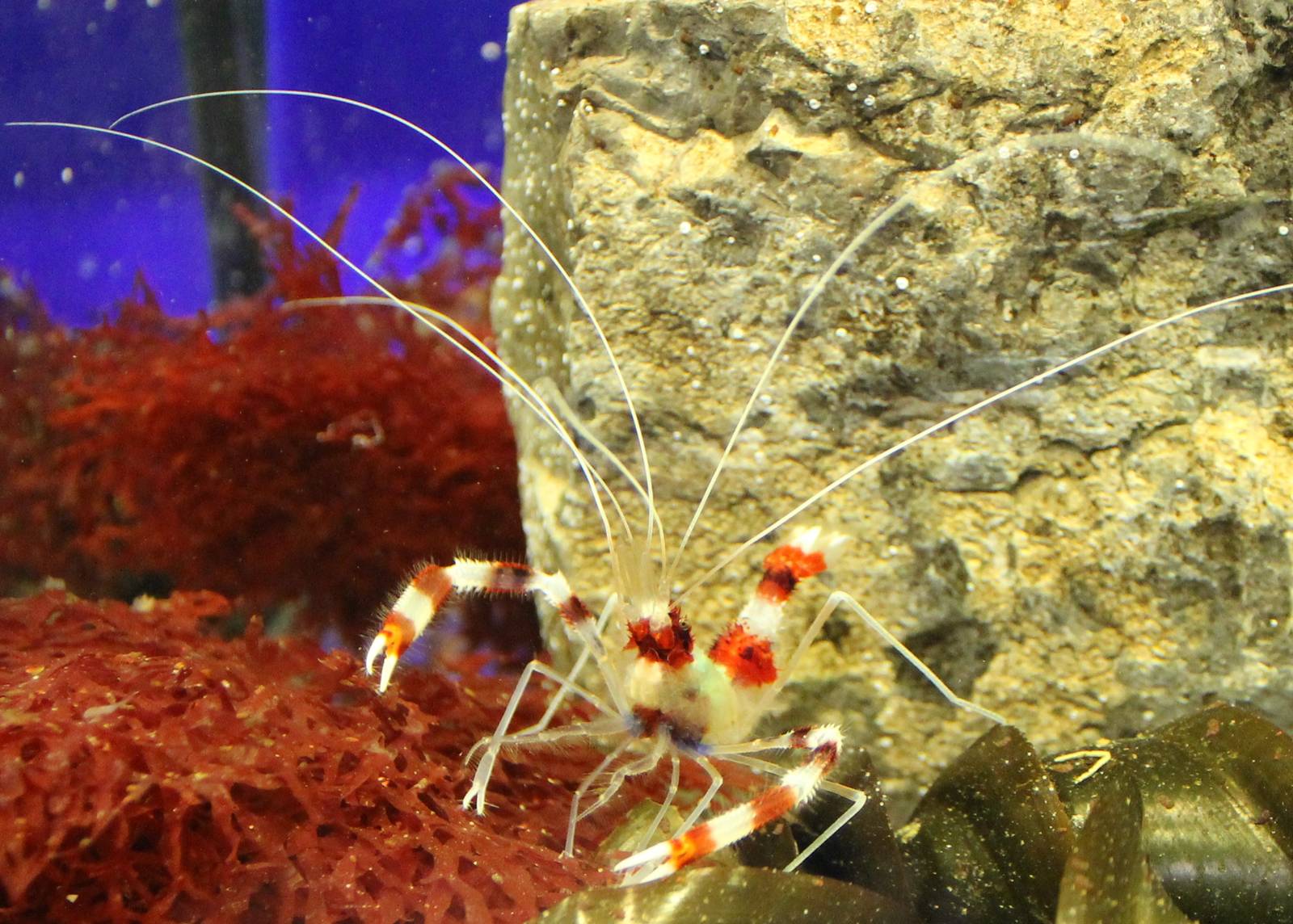 Coral Banded Shrimp (Stenopus hispidus)