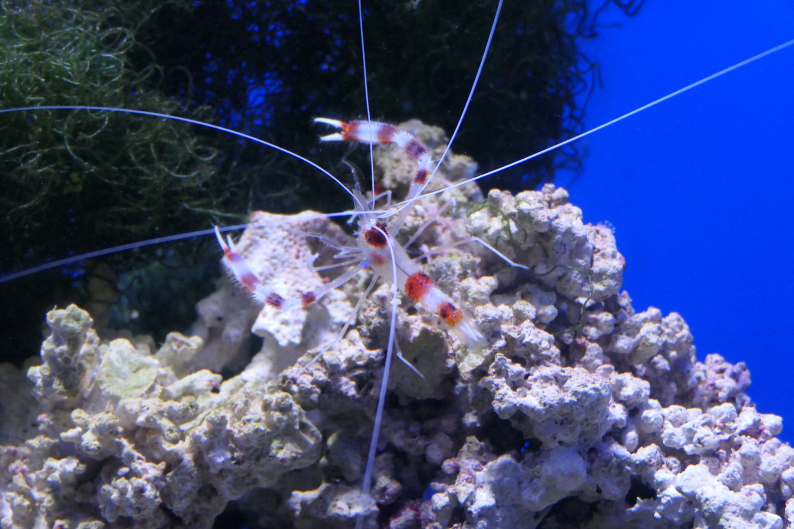 Coral Banded Shrimp (Stenopus hispidus)